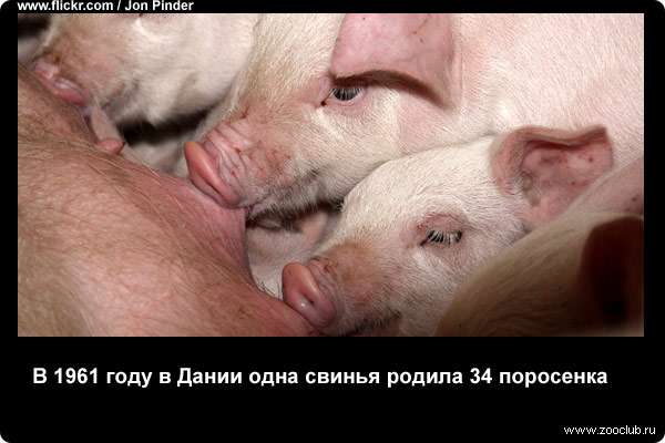  В 1961 году в Дании одна свинья родила 34 поросенка