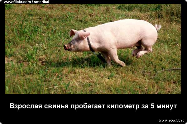  Взрослая свинья пробегает километр за 5 минут