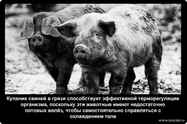  Купание свиней в грязи способствует эффективной терморегуляции организма, поскольку эти животные имеют недостаточно потовых желёз, чтобы самостоятельно справляться с охлаждением тела