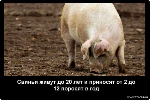  Свиньи живут до 20 лет и приносят от 2 до 12 поросят в год
