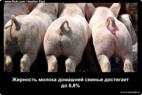  Жирность молока домашней свиньи достигает до 6,8%