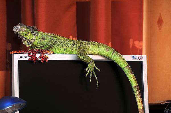 Зеленая игуана (Iguana iguana), фото содержание игуан фотография