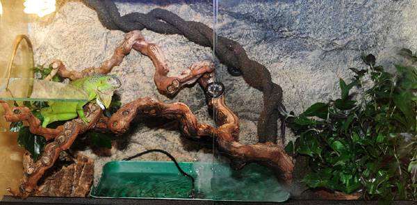 Террариум для зеленой игуаны, фото содержание рептилий фотография