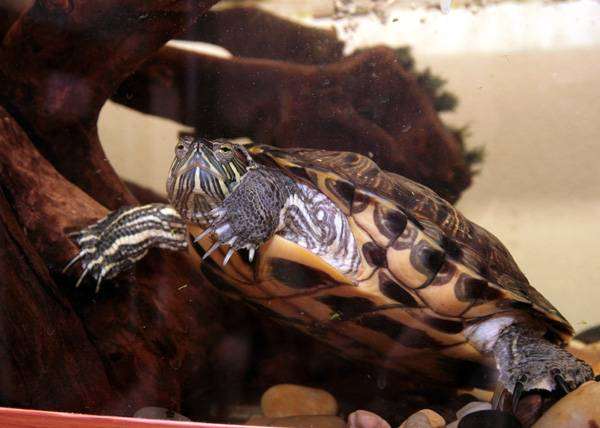 Красноухая черепаха (Chrysemys scripta), фото содержание черепах рептилий фотография