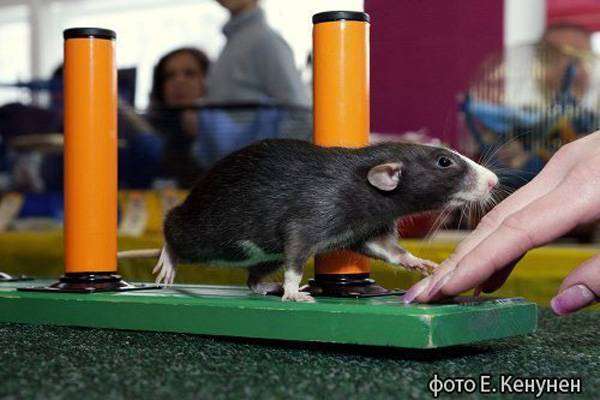 Декоративная крыса, фото болезни грызунов фотография