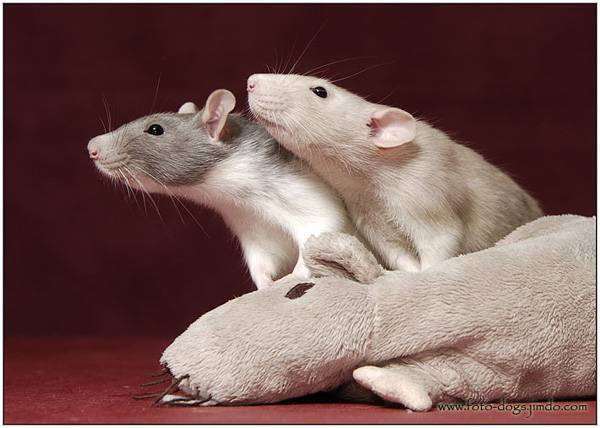 Декоративные крысы, фото грызуны изображение