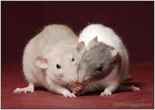Декоративные крысы, фото содержание грызунов фотография