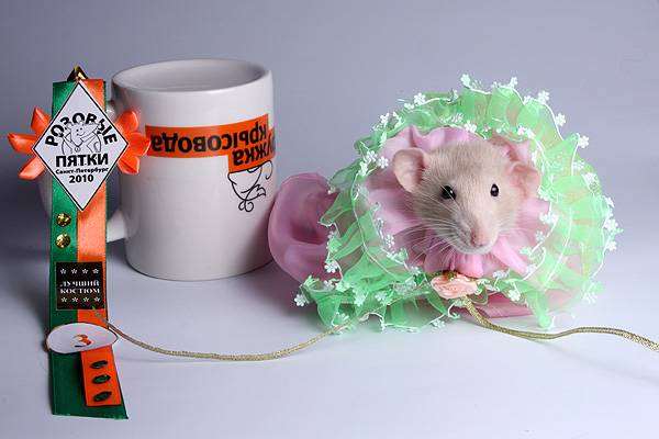 Декоративная крыса, фото содержание грызунов фотография