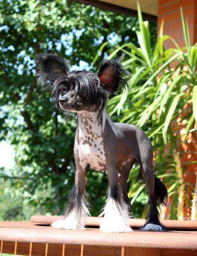 Китайская хохлатая собака, фото породы собак фотография