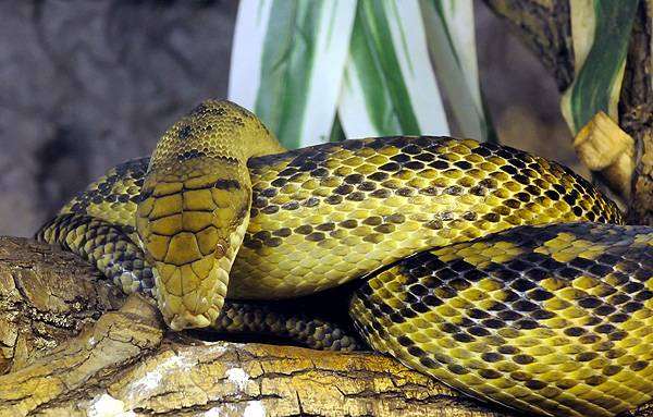 Аметистовый питон (Morelia amethistina), фото змеи фотография