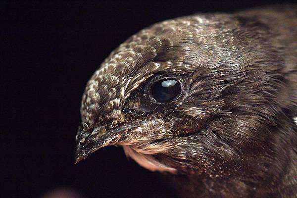 Черный стриж (Apus apus) голова, фото длиннокрылые птицы фотография
