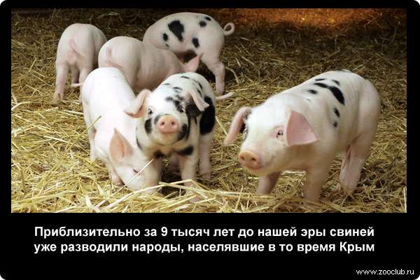  Приблизительно за 9 тысяч лет до нашей эры свиней уже разводили народы, населявшие в то время Крым