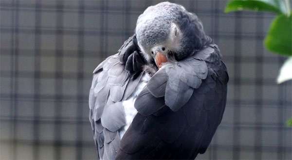Спящий попугай жако, фото фотография здоровье птиц