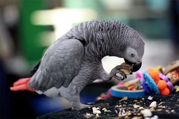 Попугай жако, фото фотография здоровье птиц