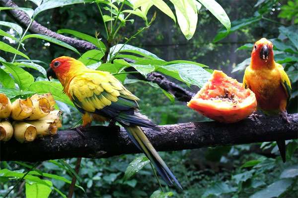 Солнечные аратинга (Aratinga solstitialis) едят фрукты, фото фотография птицы