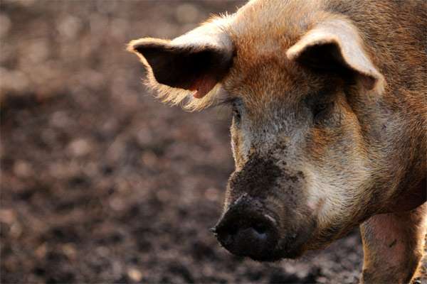 Домашняя свинья, фото фотография картинка