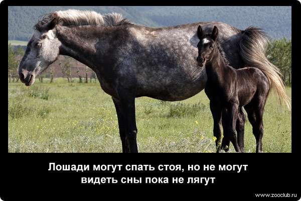  Лошади могут спать стоя, но не могут видеть сны пока не лягут