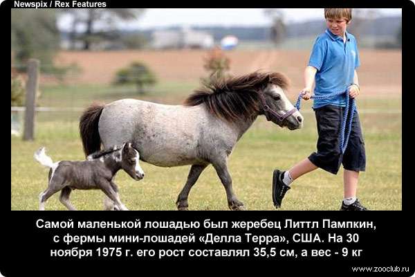  Самой маленькой лошадью был жеребец Литтл Пампкин. На 30 ноября 1975 г. его рост составлял 35,5 см, а вес - 9 кг