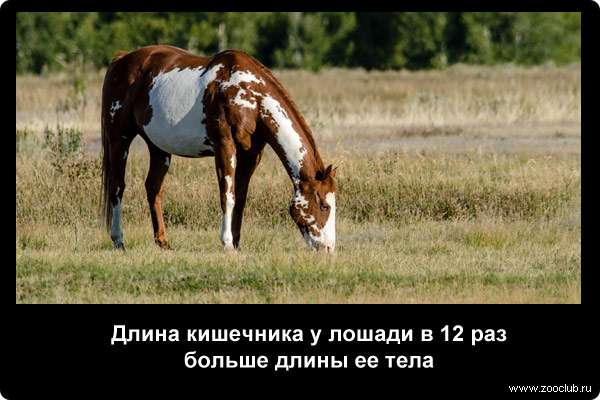  Длина кишечника у лошади в 12 раз больше длины ее тела