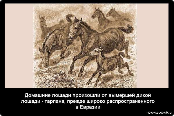  Домашние лошади произошли от вымершей дикой лошади - тарпана, прежде широко распространенного в Евразии