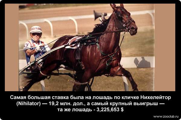  Самая большая ставка была на лошадь по кличке Нихелейтор (Nihilator) - 19,2 млн. дол., а самый крупный выигрыш - та же лошадь - 3,225,653 $