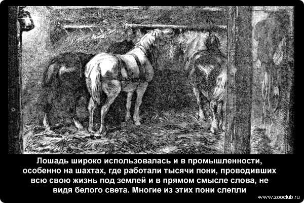  Лошадь широко использовалась и в промышленности, особенно на шахтах, где работали тысячи пони, проводивших всю свою жизнь под землей и в прямом смысле слова, не видя белого света. Многие из этих пони слепли