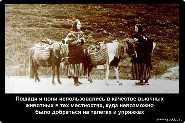  Лошади и пони использовались в качестве вьючных животных в тех местностях, куда невозможно было добраться на телегах и упряжках