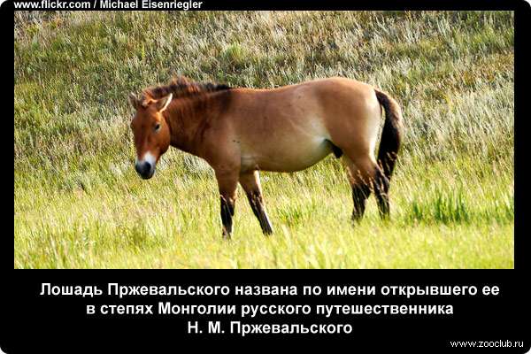  Лошадь Пржевальского названа по имени открывшего ее в степях Монголии русского путешественника Н. М. Пржевальского