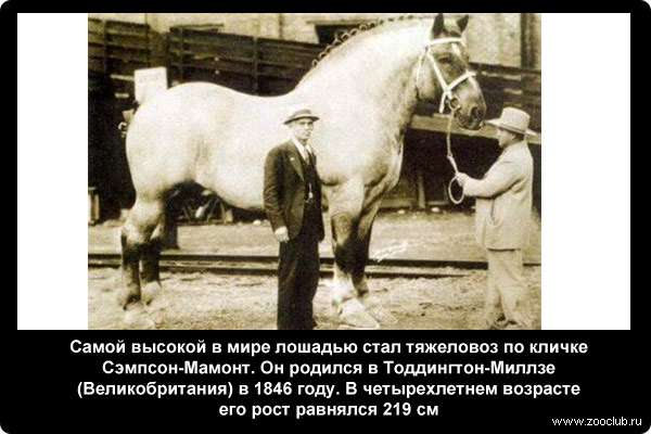  Самой высокой в мире лошадью стал тяжеловоз по кличке Сэмпсон-Мамонт. Он родился в Тоддингтон-Миллзе (Великобритания) в 1846 году. В четырехлетнем возрасте этот мерин показал абсолютный рекорд по высоте среди когда-либо существовавших лошадей. Его рост равнялся 2-м метрам и 19 сантиметрам