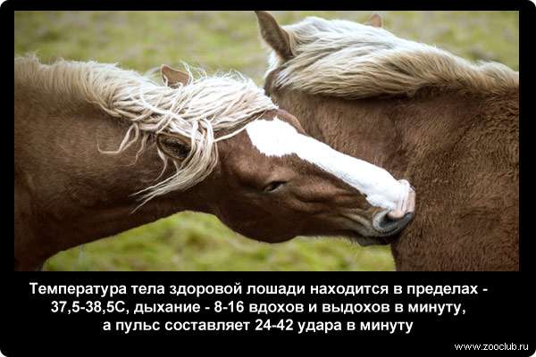  Температура тела здоровой лошади находится в пределах - 37,5-38,5C, дыхание - 8-16 вдохов и выдохов в минуту, а пульс составляет 24-42 удара в минуту