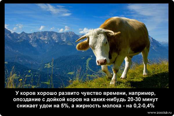  У коров хорошо развито чувство времени, например, опоздание с дойкой коров на каких-нибудь 20-30 минут снижает удои на 5%, а жирность молока - на 0,2-0,4%