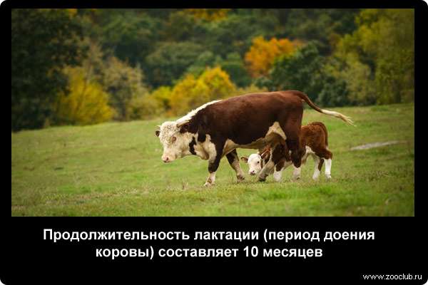  Продолжительность лактации (период доения коровы) составляет 10 месяцев