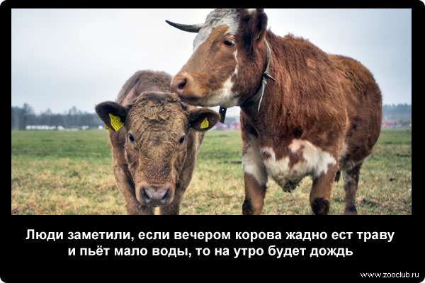  Люди заметили, если вечером корова жадно ест траву и пьёт мало воды, то на утро будет дождь