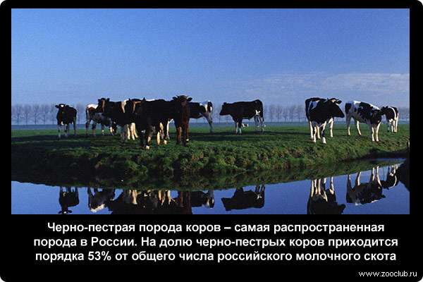  Черно-пестрая порода коров - самая распространенная порода в России. На долю черно-пестрых коров приходится порядка 53% от общего числа российского молочного скота