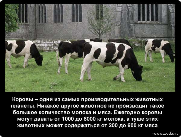  Коровы - одни из самых производительных животных планеты. Никакое другое животное не производит такое большое количество молока и мяса. Ежегодно коровы могут давать от 1000 до 8000 кг молока, а туше этих животных может содержаться от 200 до 600 кг мяса