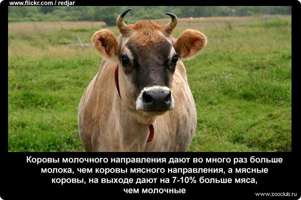  Коровы молочного направления дают во много раз больше молока, чем коровы мясного направления, а мясные коровы, на выходе дают на 7-10% больше мяса, чем молочные