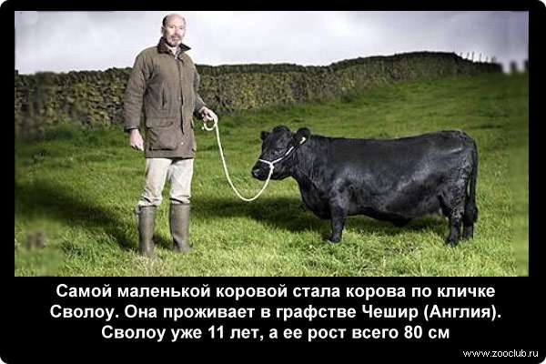  Самой маленькой коровой стала корова по кличке Сволоу. Она проживает в графстве Чешир (Англия). Сволоу уже 11 лет, а ее рост всего 80 см