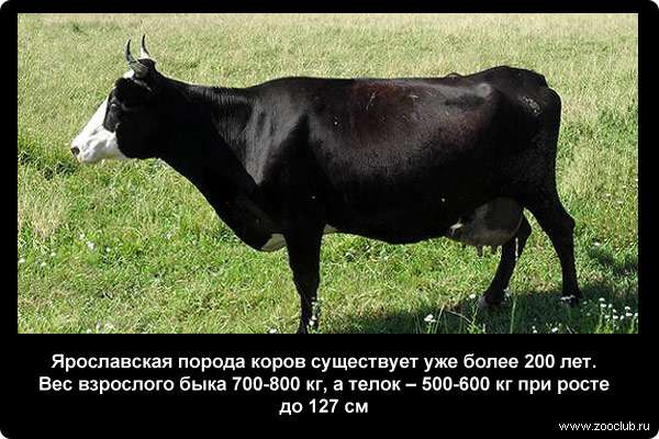  Ярославская порода коров существует уже более 200 лет. Вес взрослого быка 700-800 кг, а телок - 500-600 кг при росте до 127 см