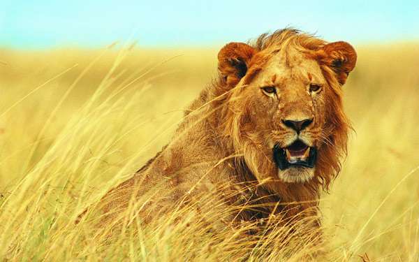 Лев (Panthera leo), фото фотография хищные кошки