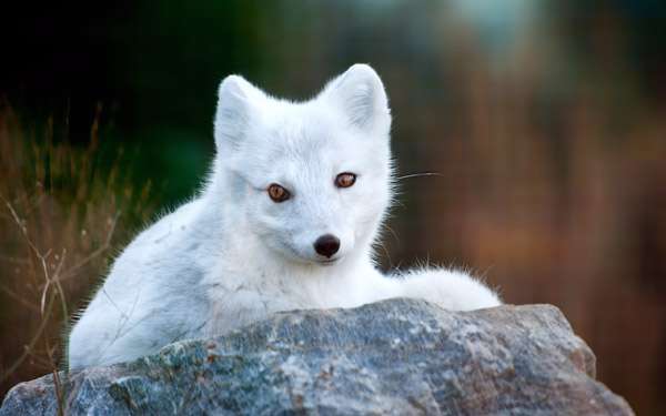 Песец, полярная лиса, фото фотография хищные животные