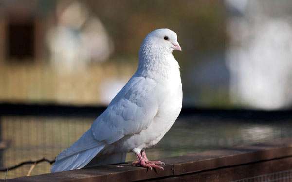 Белый домашний голубь, фото фотография птицы