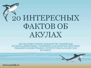 Бесплатно скачать презентацию для школы - 20 интересных фактов об акулах