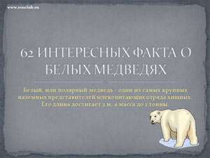 Бесплатно скачать презентацию 62 интересных фактов о белых медведях