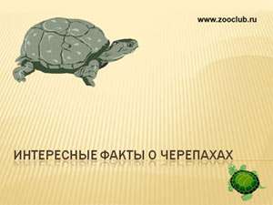 Скачать презентацию Интересные факты о черепахах