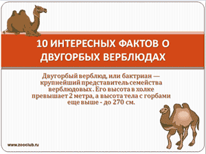 Бесплатно скачать презентацию для школы 10 интересных фактов о двугорбом верблюде