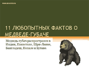 Бесплатно скачать презентацию для школы 11 интересных фактов о медведе-губаче