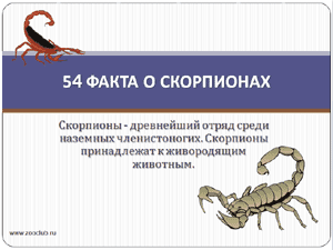 Скачать презентацию для школы 54 интересных факта о скорпионах