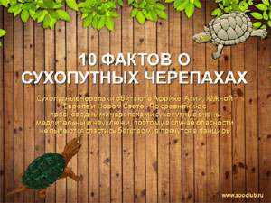 Бесплатно скачать презентацию для школы 10 интересных фактов о сухопутных черепахах