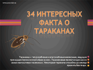 Скачать презентацию для школы 34 интересных факта о тараканах