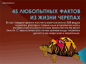 Бесплатно скачать презентацию для школы - 45 любопытных фактов о черепахах